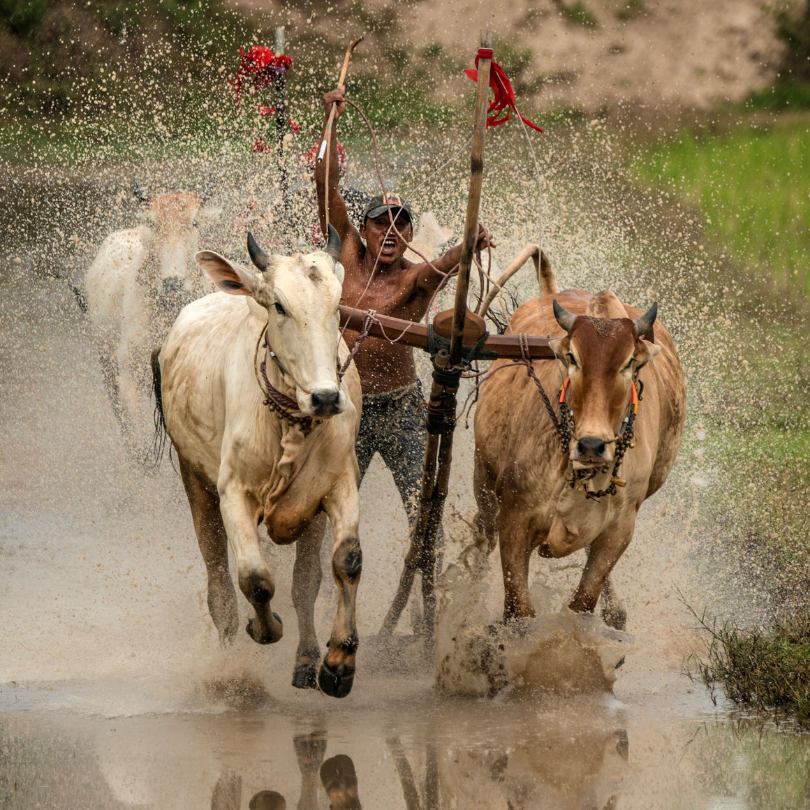 Mud splashes all over at the Sene Dolta Festival
