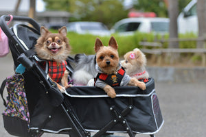 Pet dogs treated as kids in Japan