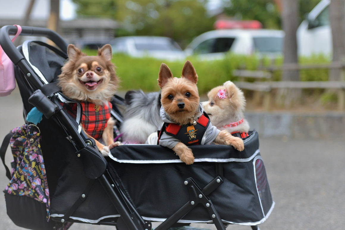Pet dogs treated as kids in Japan